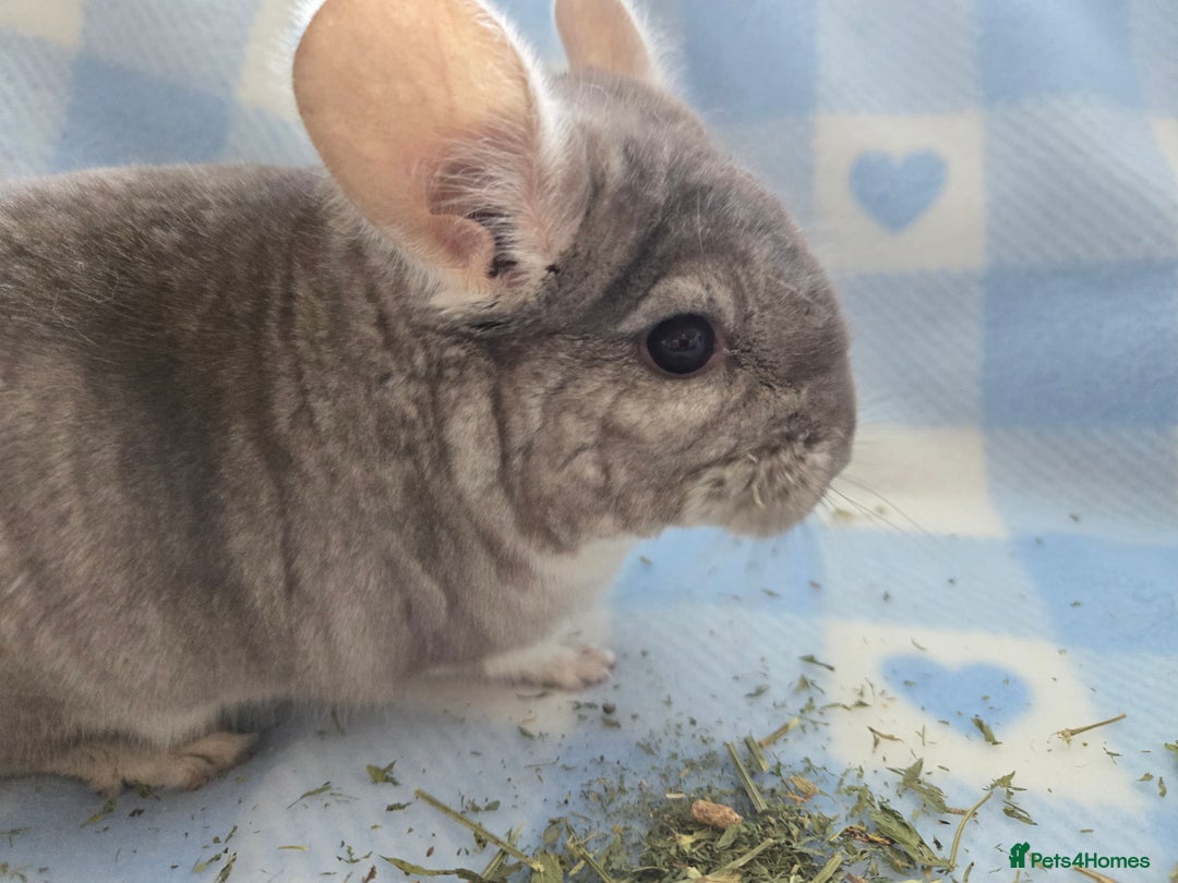 Chinchilla rodents for sale: Young adult and baby chinchillas RPA/RPAC - Image 18