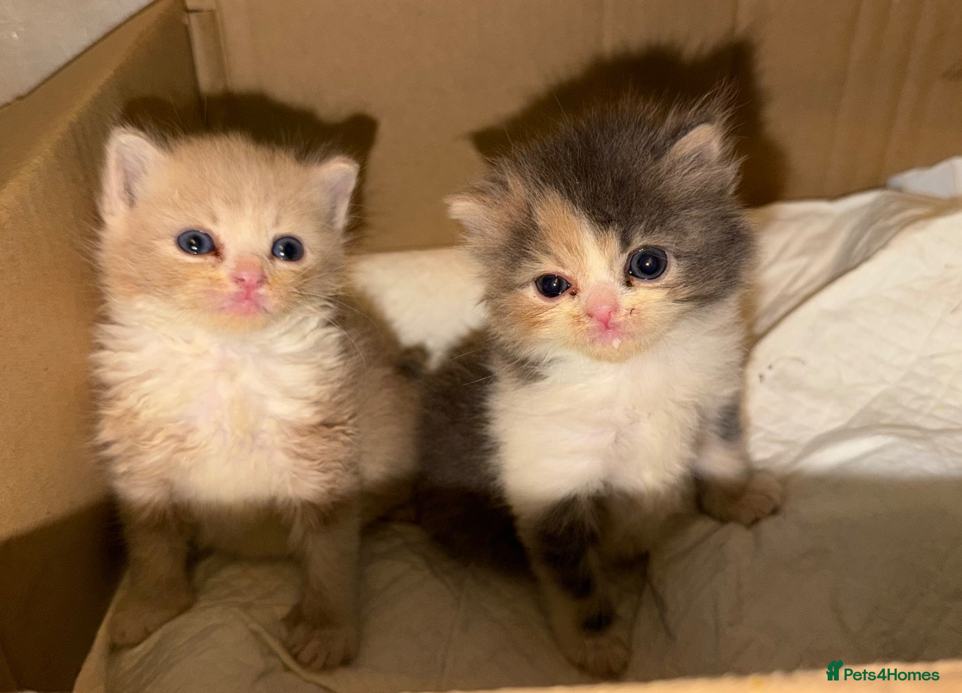 Exotic cats 🐾 Beautiful Exotic-Type Longhair Kittens 🐾 - Advert 9