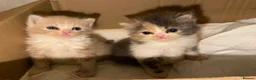Exotic cats for sale: 🐾 Beautiful Exotic-Type Longhair Kittens 🐾 in Leeds - Advert 1