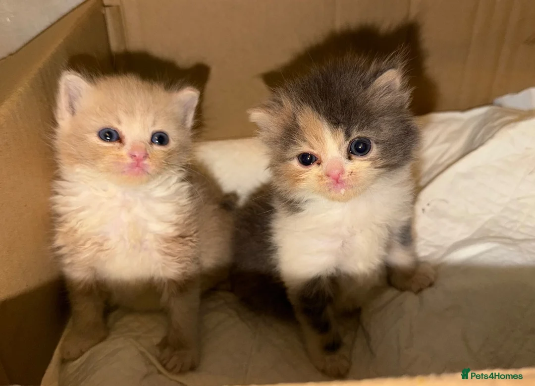 Exotic cats for sale: 🐾 Beautiful Exotic-Type Longhair Kittens 🐾 in Leeds - Advert 1