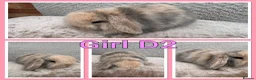 Mini Lop rabbits for sale: Mini lop babies  - Advert 5