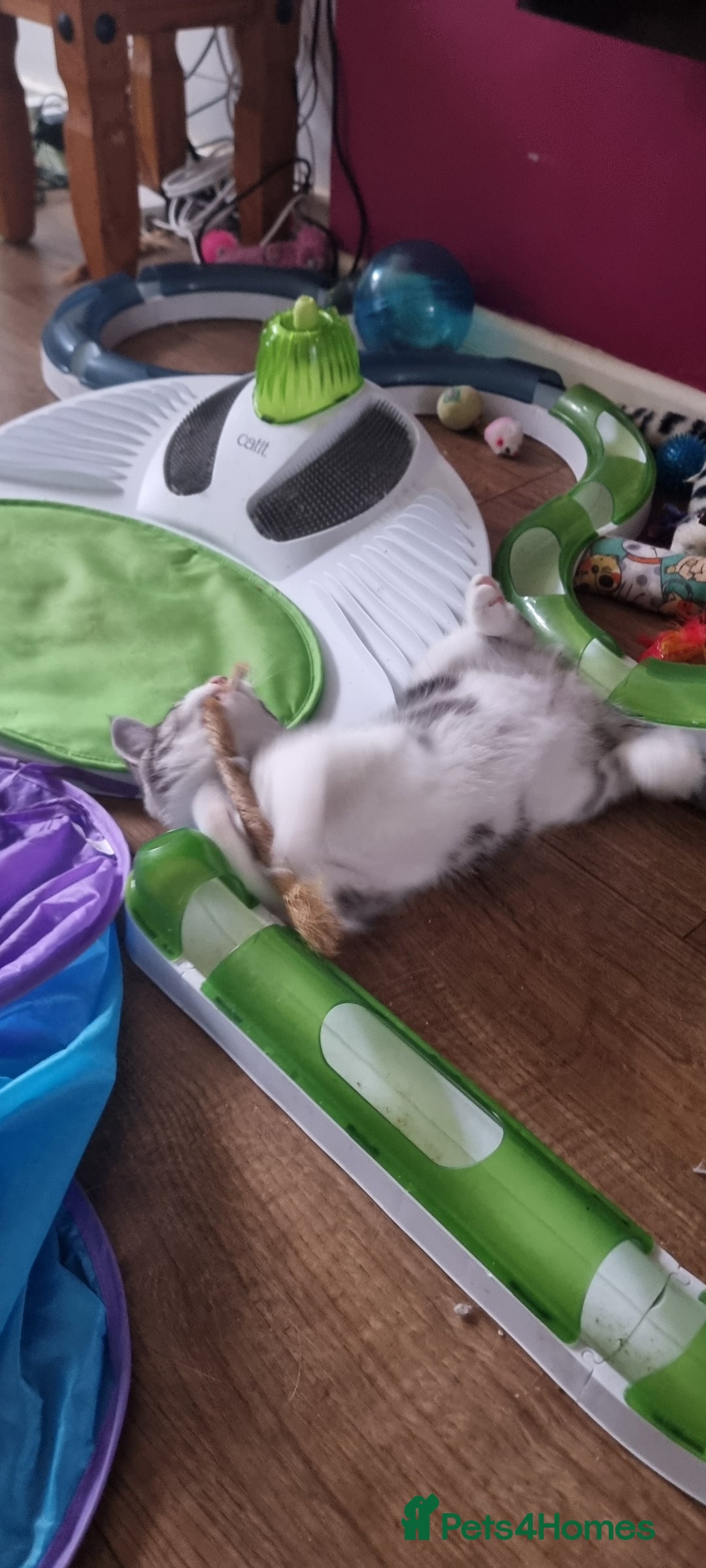 Mixed Breed cats for sale: A loveable Persian kitten - Advert 26