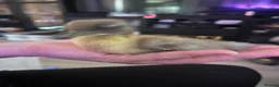 Ducks poultry for sale: Cayuga runner duck x  - Advert 4