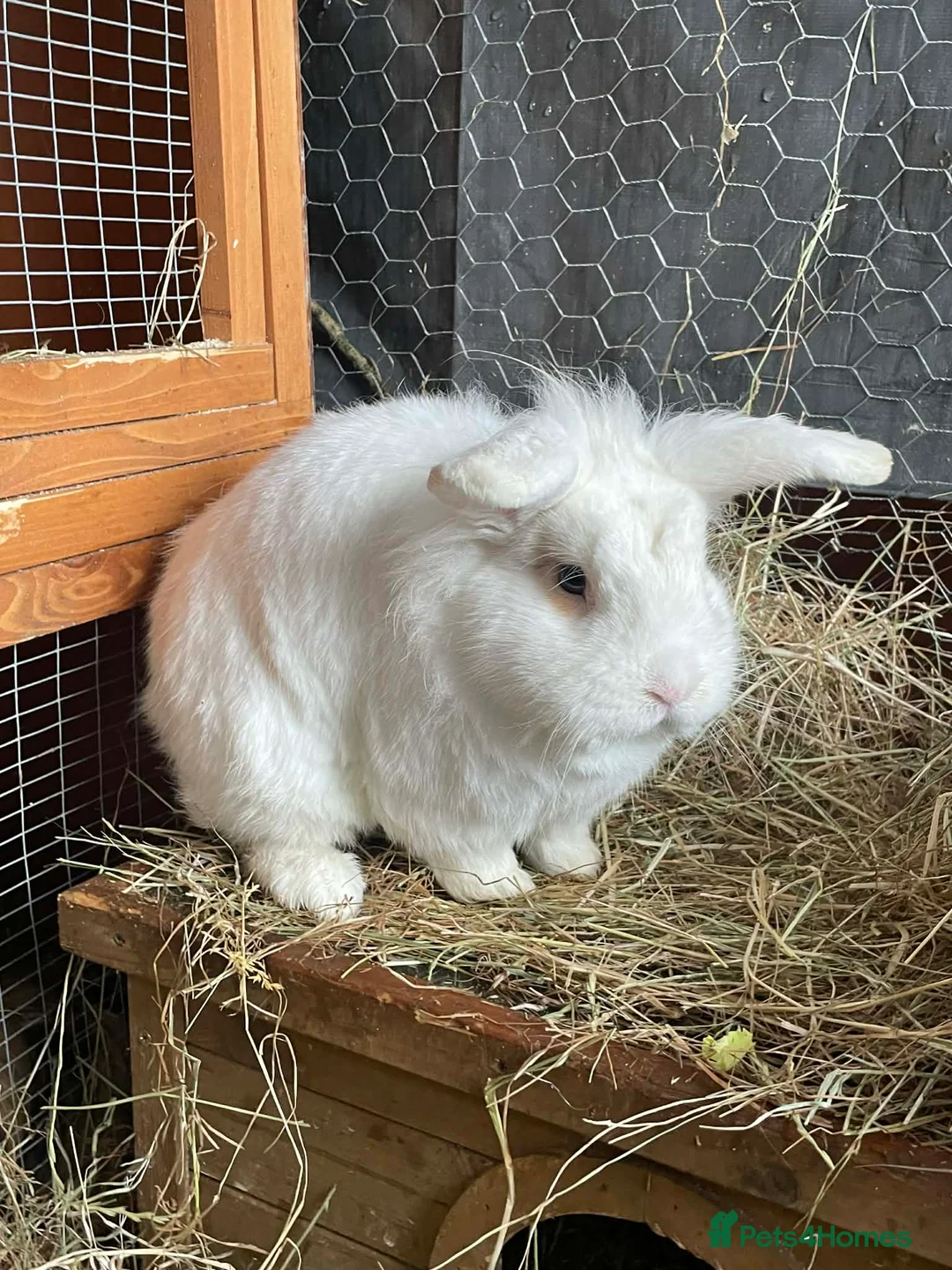 Mini Lion Lop rabbits for sale: Male mini lion lop - teeth removed - Advert 2