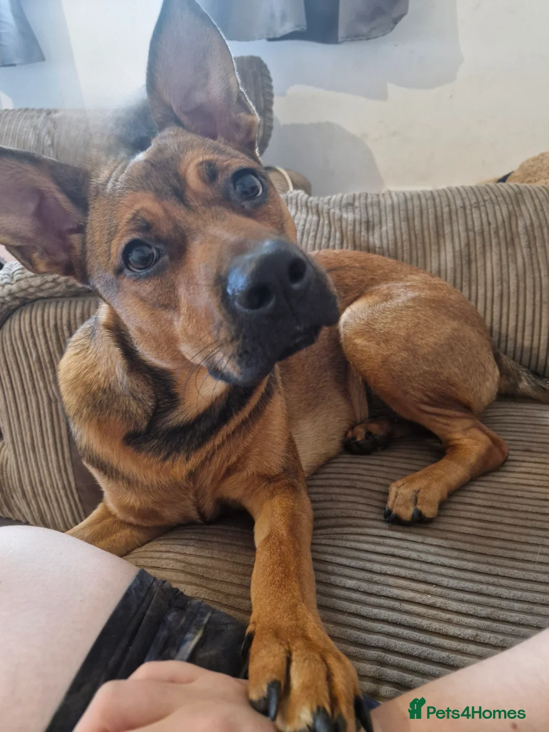 Mixed Breed dogs for sale: Nova (please read everything in description!!) - Advert 2