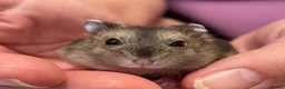 Hamster rodents for sale: Baby Winter White Russian hamsters (pure bred). - Advert 15