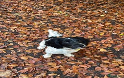 English Springer Spaniel dogs for sale: Chase, springer spaniel - Image 8