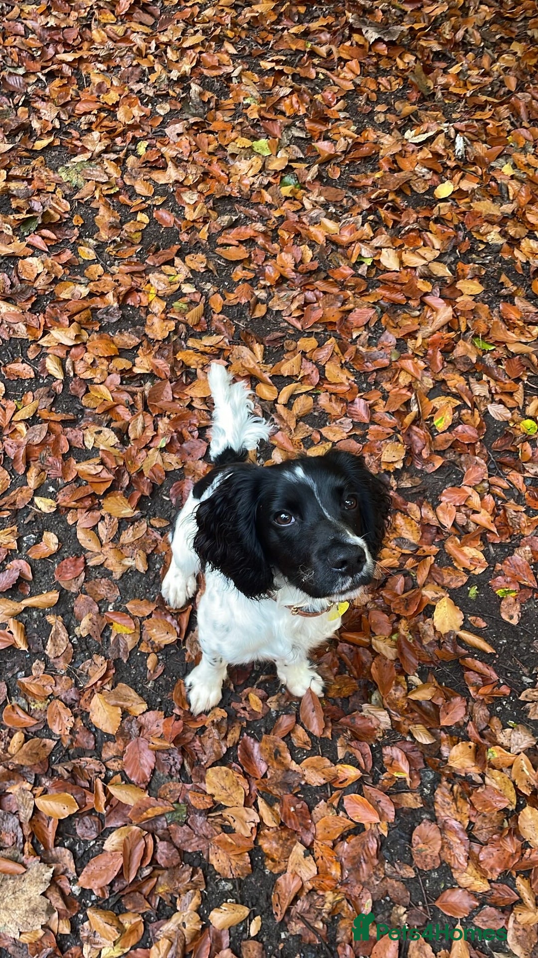 English Springer Spaniel dogs for sale: Chase, springer spaniel - Image 8