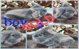 Mini Lop rabbits for sale: Mini lop and mini lop lion head  - Advert 10