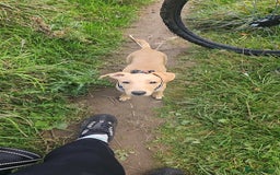 Mixed Breed dogs for sale: Patterdale whippet cross - Image 3