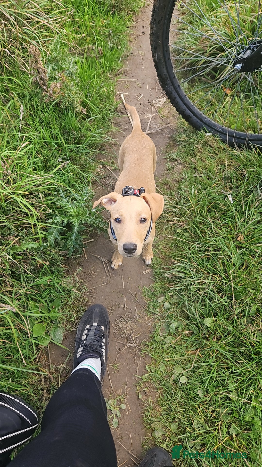 Mixed Breed dogs for sale: Patterdale whippet cross - Image 3