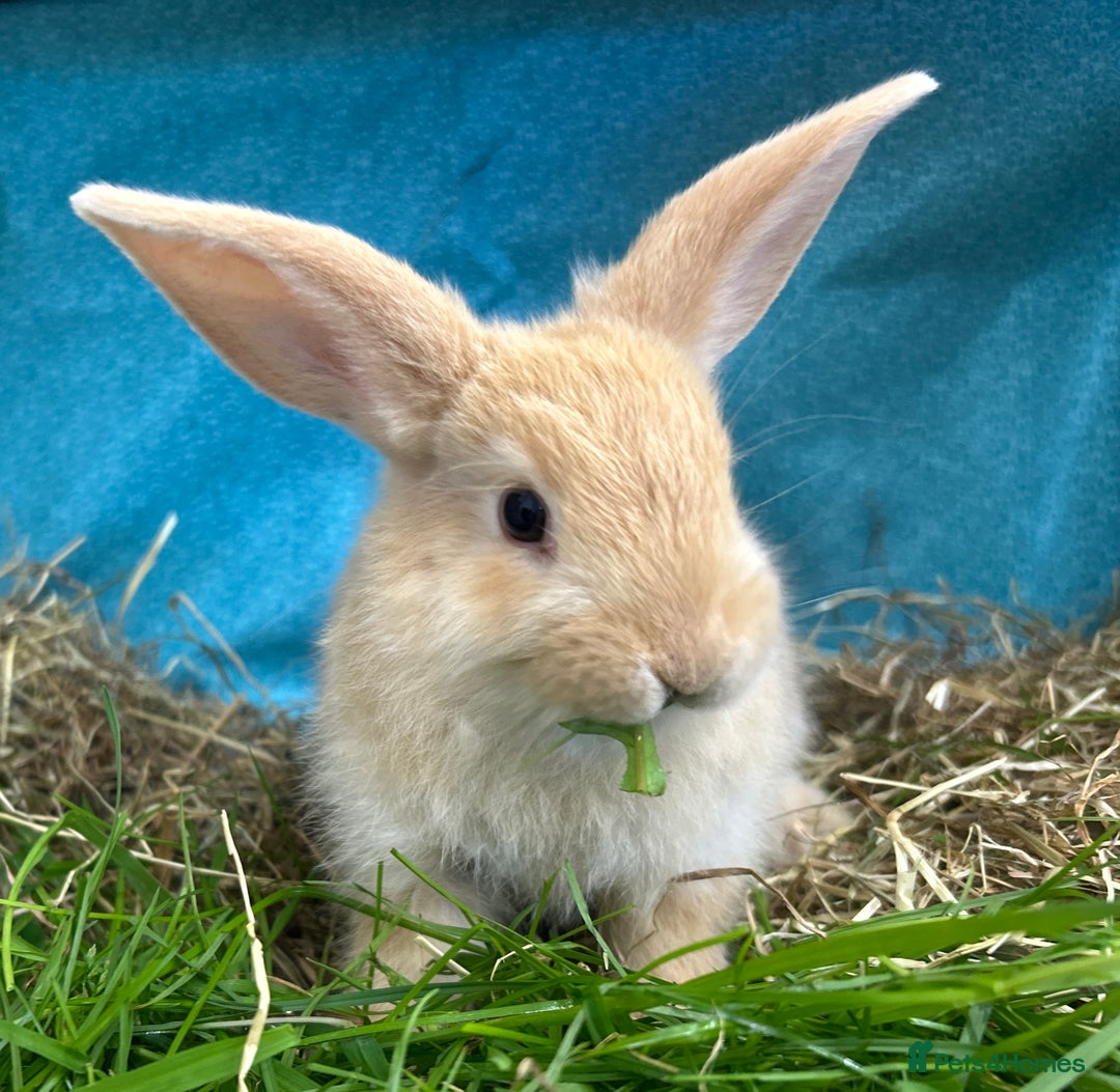 Dwarf Lop rabbits for sale: Baby bunnies looking for forever homes - Image 3