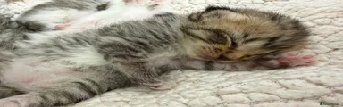 Mixed Breed 1