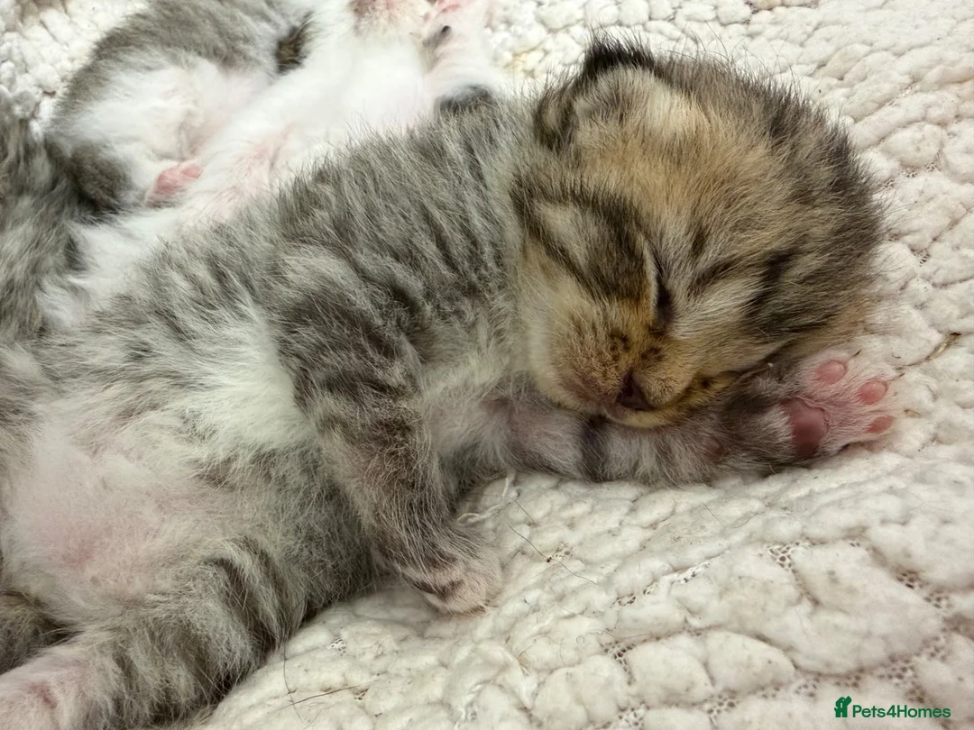 Mixed Breed cats for sale: Beautiful Bengal Cross Maine Coon Babies  in Andover - Advert 1
