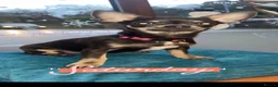 Chihuahua dogs for sale: OUTSTANDING BLUE/TAN & LILAC/TAN PUPPIES - Advert 19