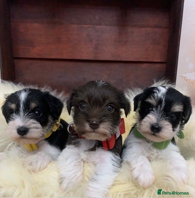 Miniature Schnauzer dogs 5* LICENSED. KC MINI ( TOY) SCHNAUZER LITTER - Advert 2