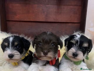 Miniature Schnauzer dogs 5* LICENSED. KC MINI ( TOY) SCHNAUZER LITTER - Advert 2
