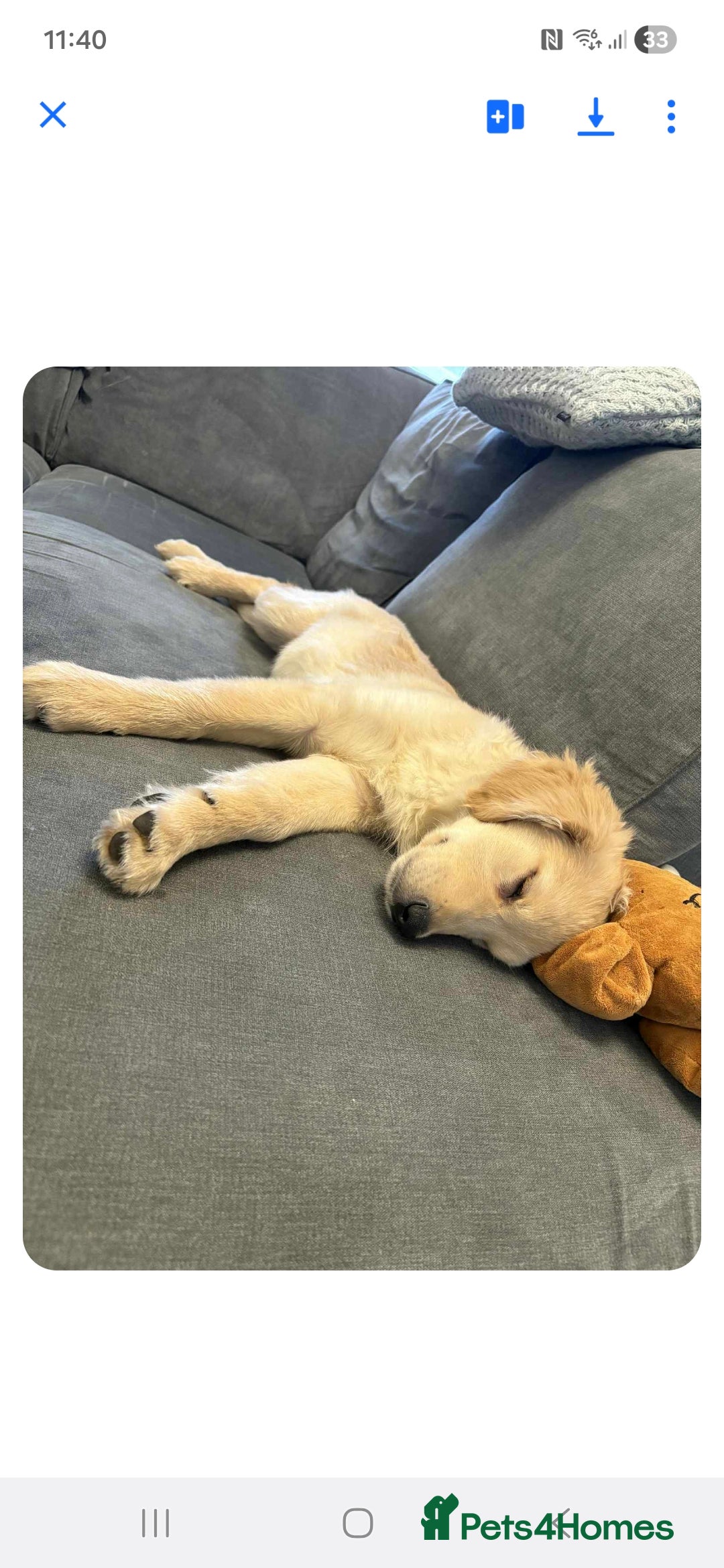 Golden Retriever dogs for sale: Max golden retriever - Advert 5