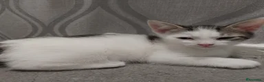 Mixed Breed Kitten 1