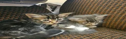 Mixed Breed cats for sale: Mixed bread long hair kittens - Advert 3