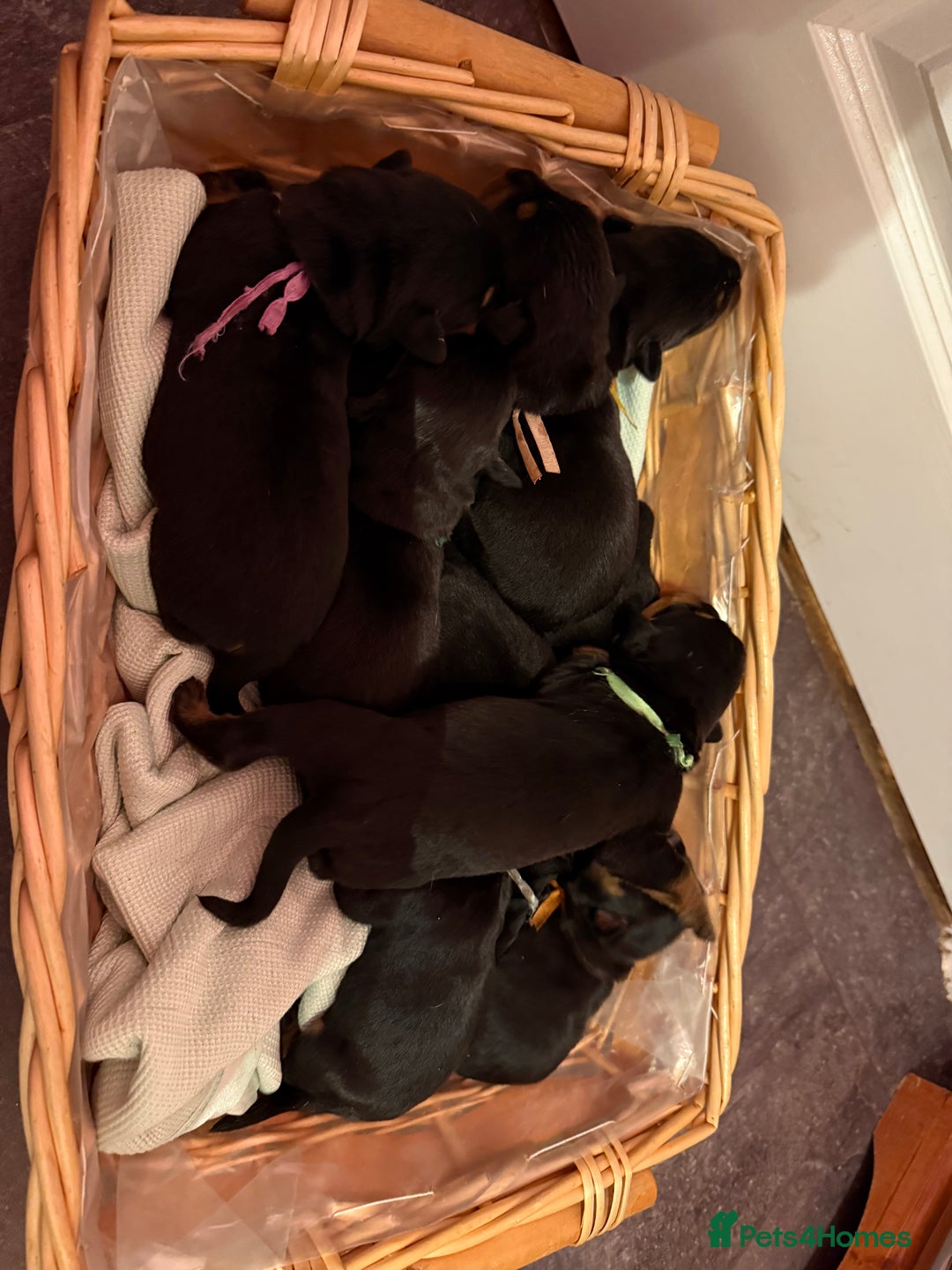 Rottweiler dogs for sale: Stunning Rottweiler puppies - Image 4