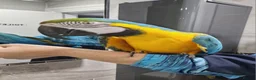Budgerigars birds for sale: Tame Blue&Gold Macaw For Sale. - Advert 1