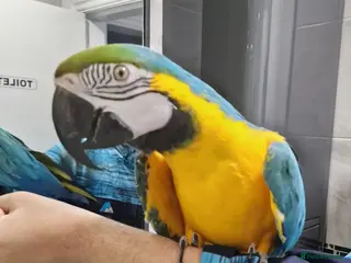 Budgerigars birds for sale: Tame Blue&Gold Macaw For Sale. - Advert 2
