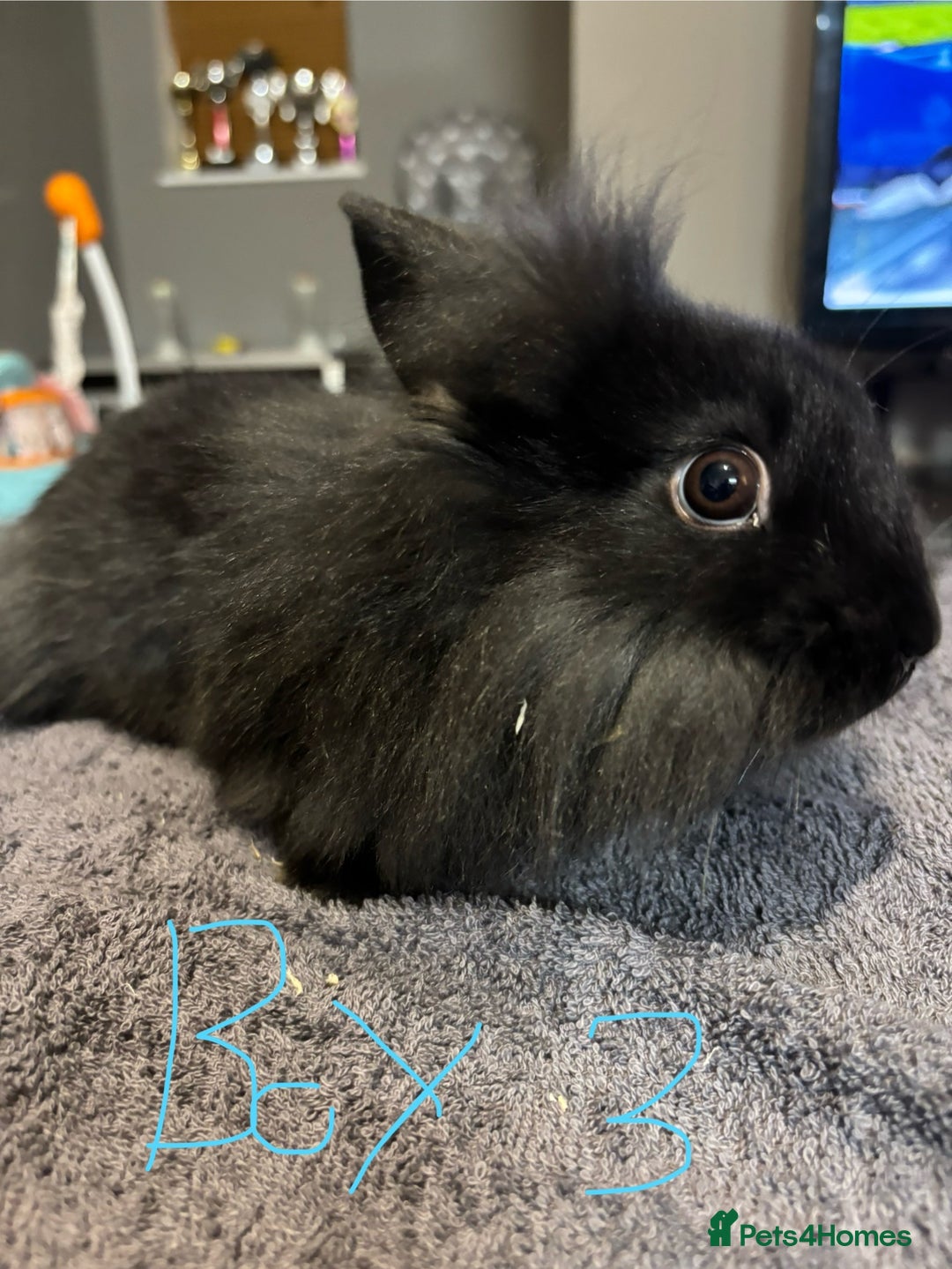 Lionhead rabbits for sale: Beautiful lionhead bunnies  - Advert 10