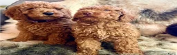 Cockapoo dogs for sale: Beautiful Cockerpoo girl  - Advert 7