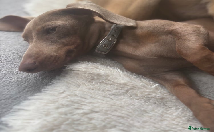 Miniature Dachshund dogs - Advert 1