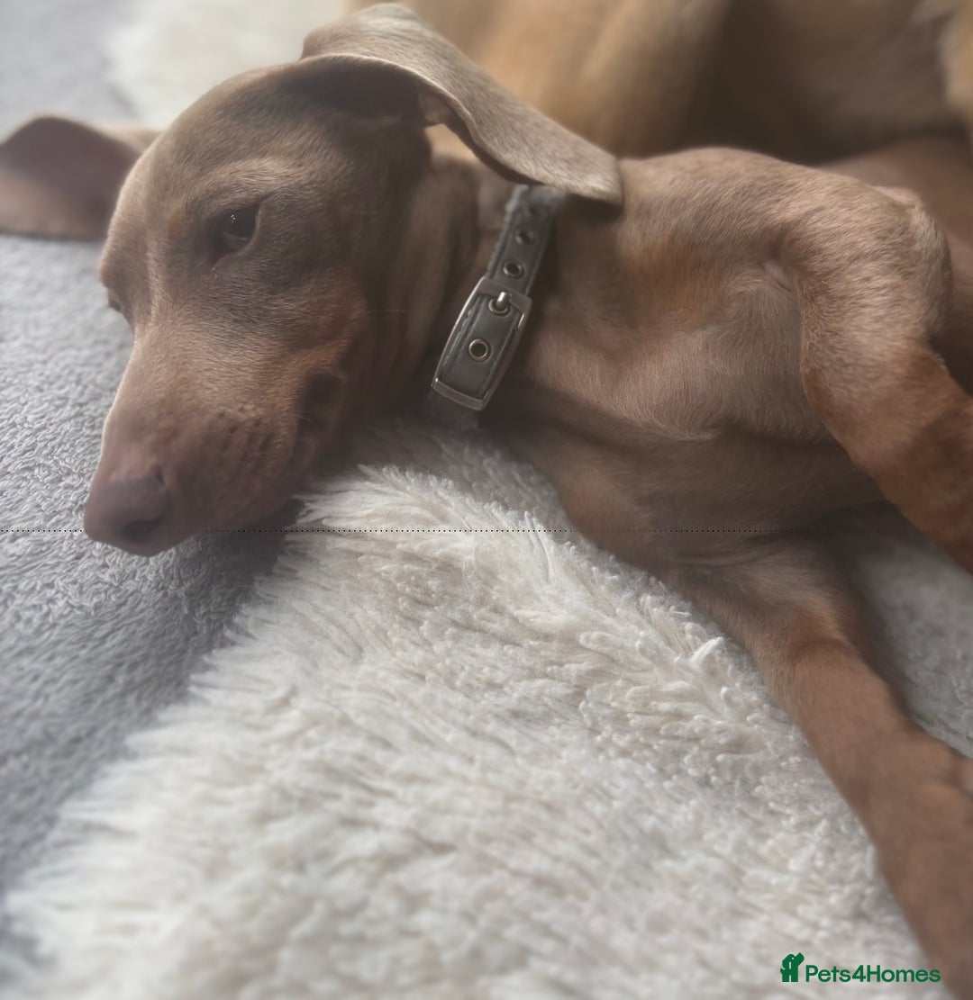 Miniature Dachshund dogs for sale: Loving 8 month boy Isabella KC Reg Mini Dachshund - Image 1