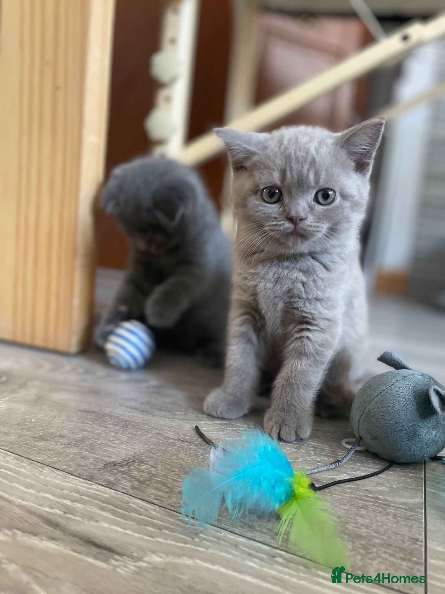 Scottish Fold cats Adorable Scottish Fold Kittens looking 🩶homes - Advert 1