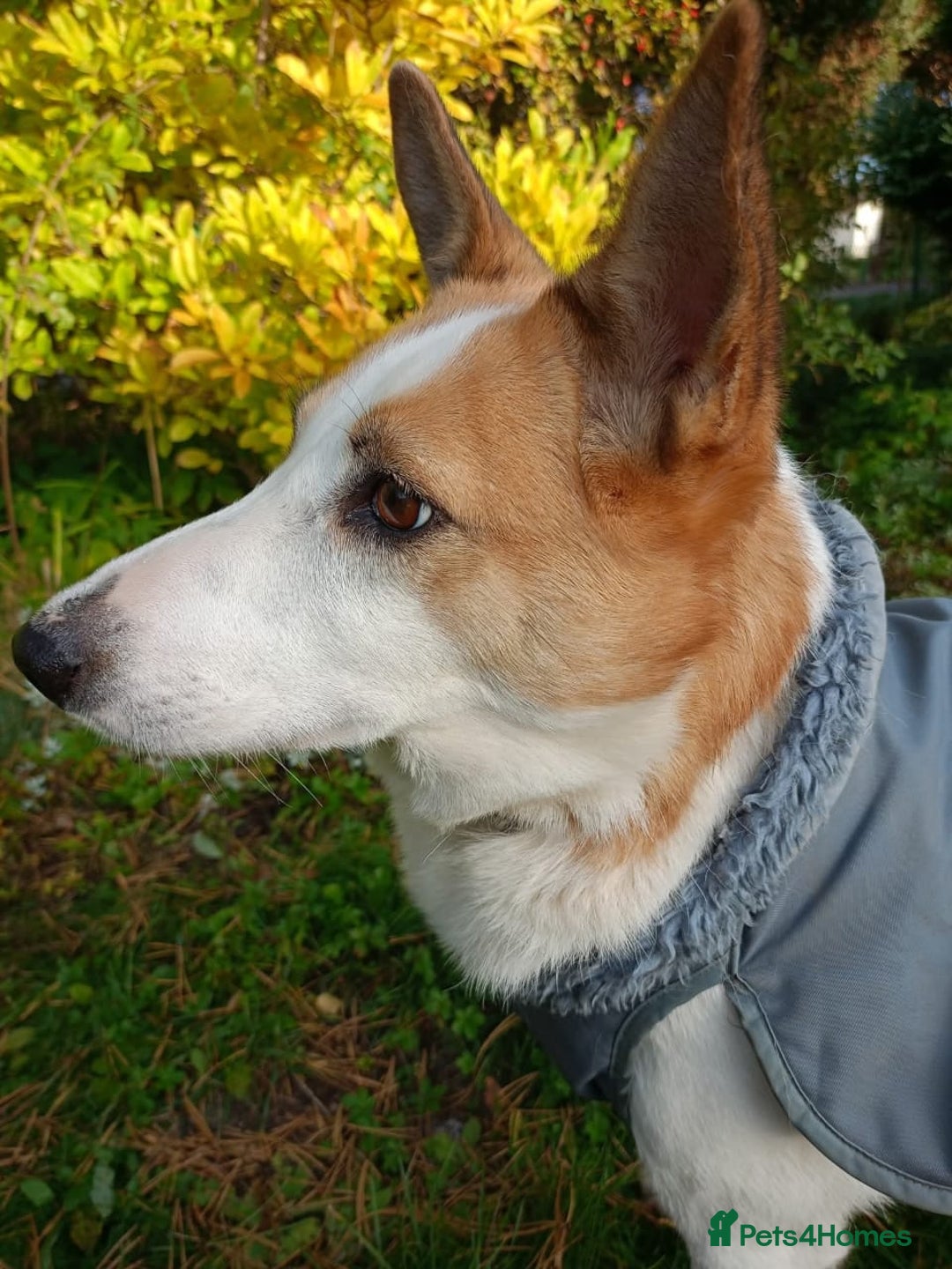 Mixed Breed dogs for adoption: ❤️Alaya❤️- Gentle 4 years old girl  - Advert 14