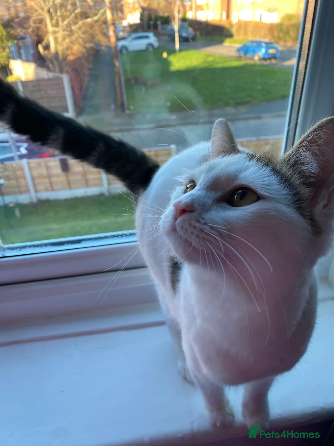 Domestic Shorthair cats for sale: Female kitten  - Advert 3