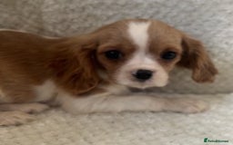 Cavalier King Charles Spaniel dogs for sale: Cavalier King Charles Spaniel Puppies ready now!!! - Image 6