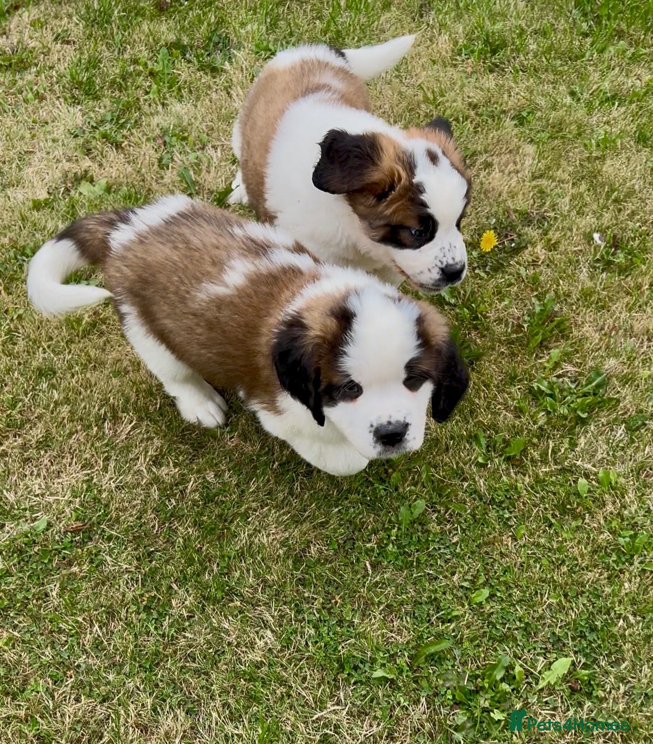 Saint Bernard dogs 2 BEAUTIFUL KC ST BERNARD GIRLS (SAUSAGE & BAGEL) - Advert 2