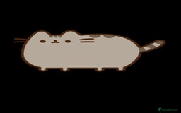 British Shorthair cats for sale: 🌟GCCF Reg’ British Shorthair - Ready now🌟 in Abergavenny - Image 16