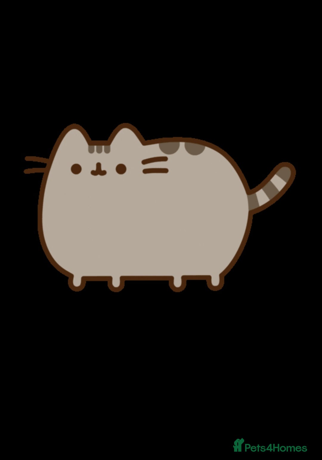 British Shorthair cats for sale: 🌟GCCF Reg’ British Shorthair - Ready now🌟 in Abergavenny - Image 16