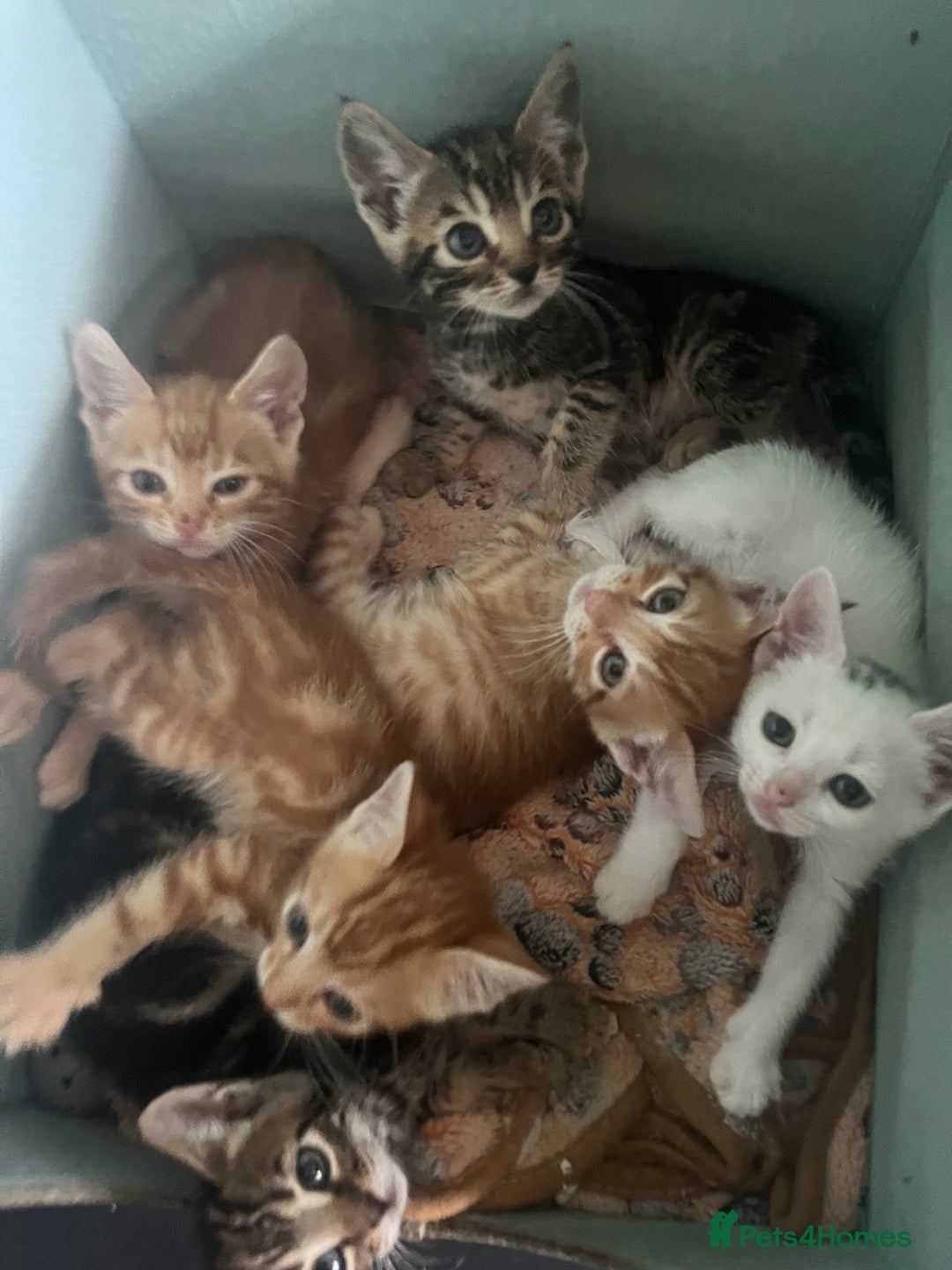 Bengal cats for sale: Bengal Kittens - Image 10