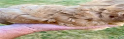 Cockapoo dogs for sale: Cockapoo Puppies  - Advert 4