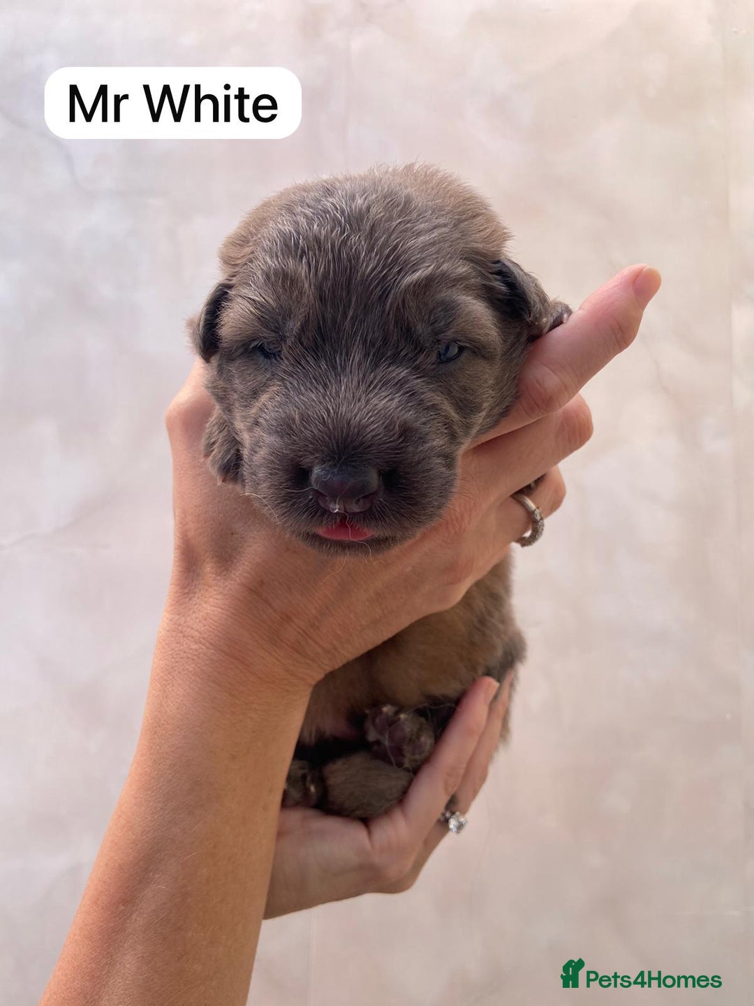 German Shepherd dogs for sale: Stunning blue and sable GSD puppies - Image 5