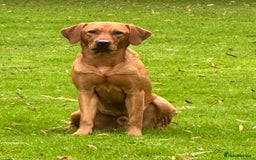 Labrador Retriever dogs for stud: Working KC reg Fox Red Labrador Retriever For Stud in Chelmsford - Image 3