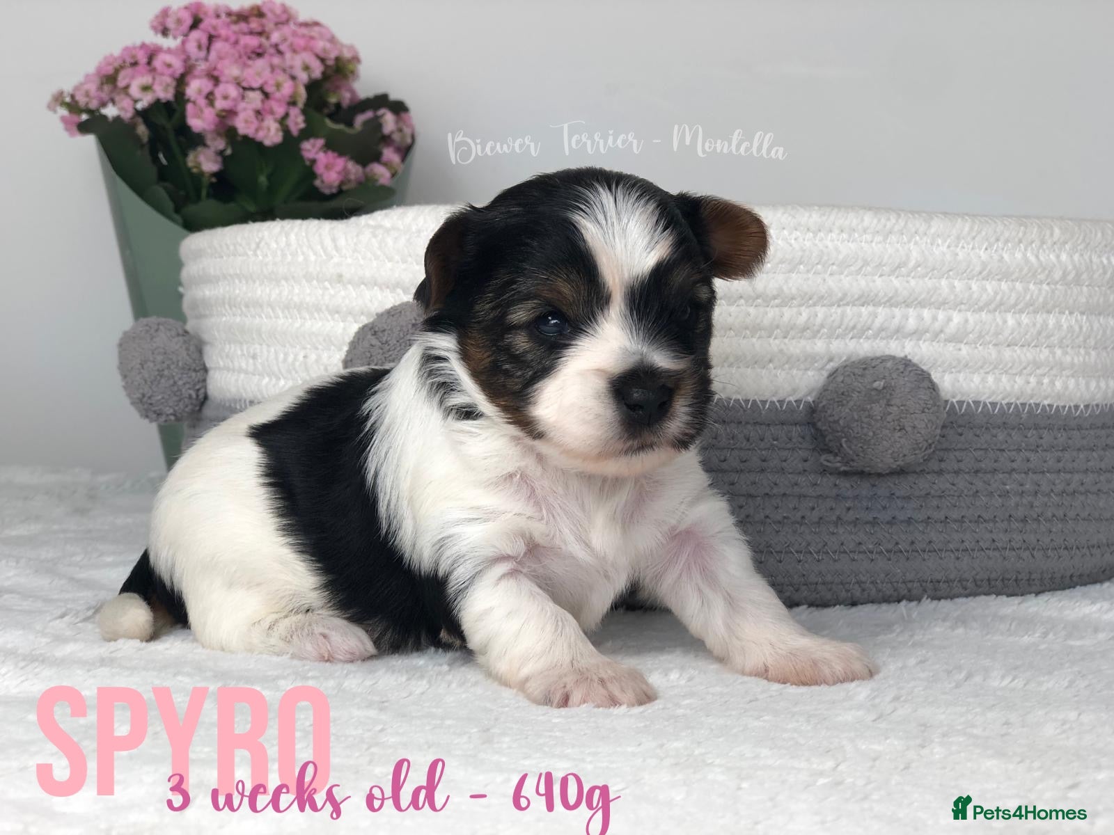 Yorkshire Terrier dogs Two Beautiful Biewer Terriers LEFT! - Advert 1