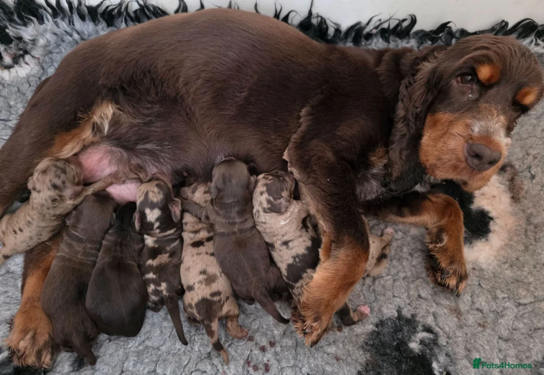 Cockapoo dogs for sale: Stunning extensively health tested cockapoos  - Advert 11