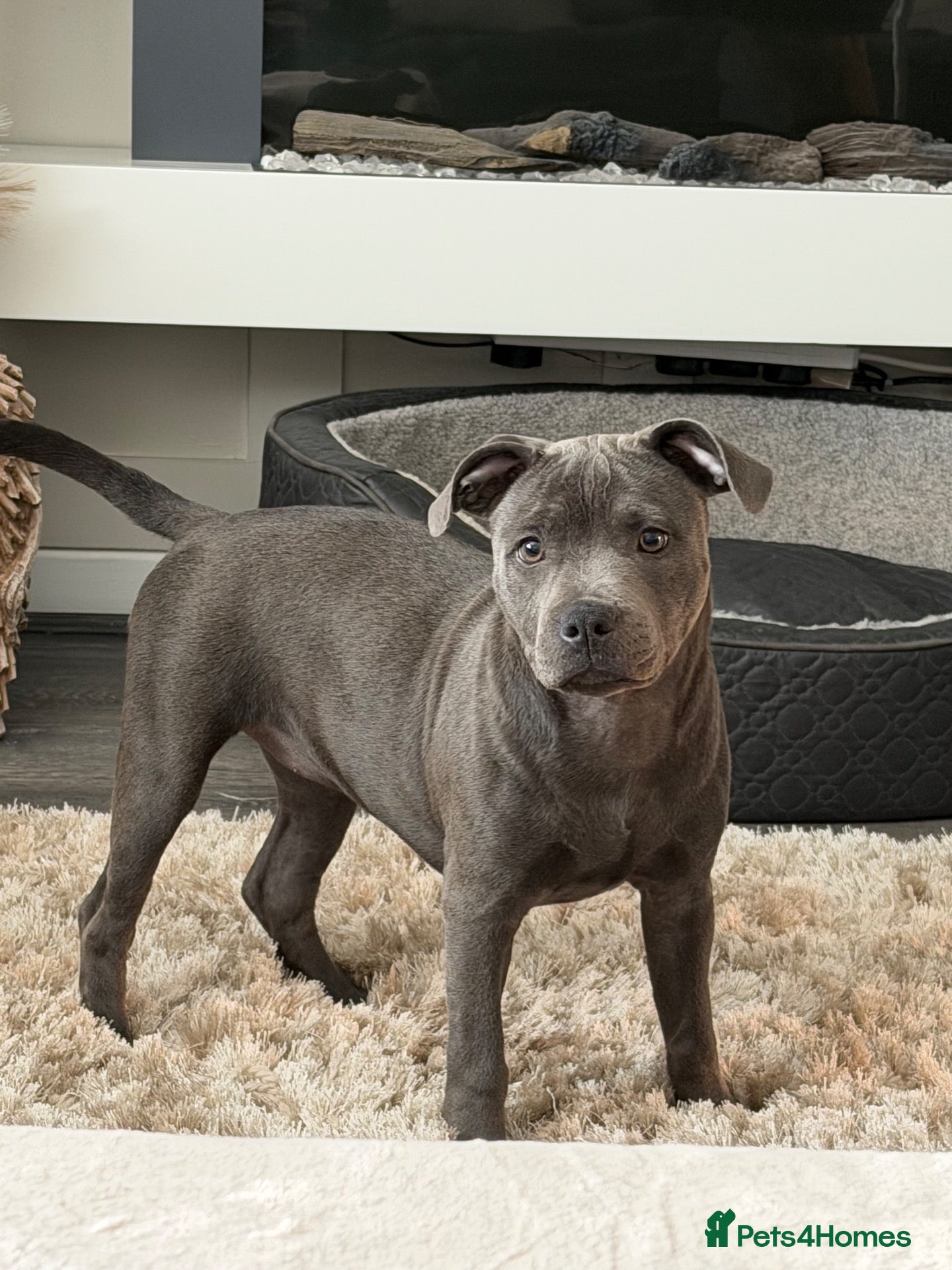 Staffordshire Bull Terrier dogs Female blue Staffordshire bull terrier  - Advert 1