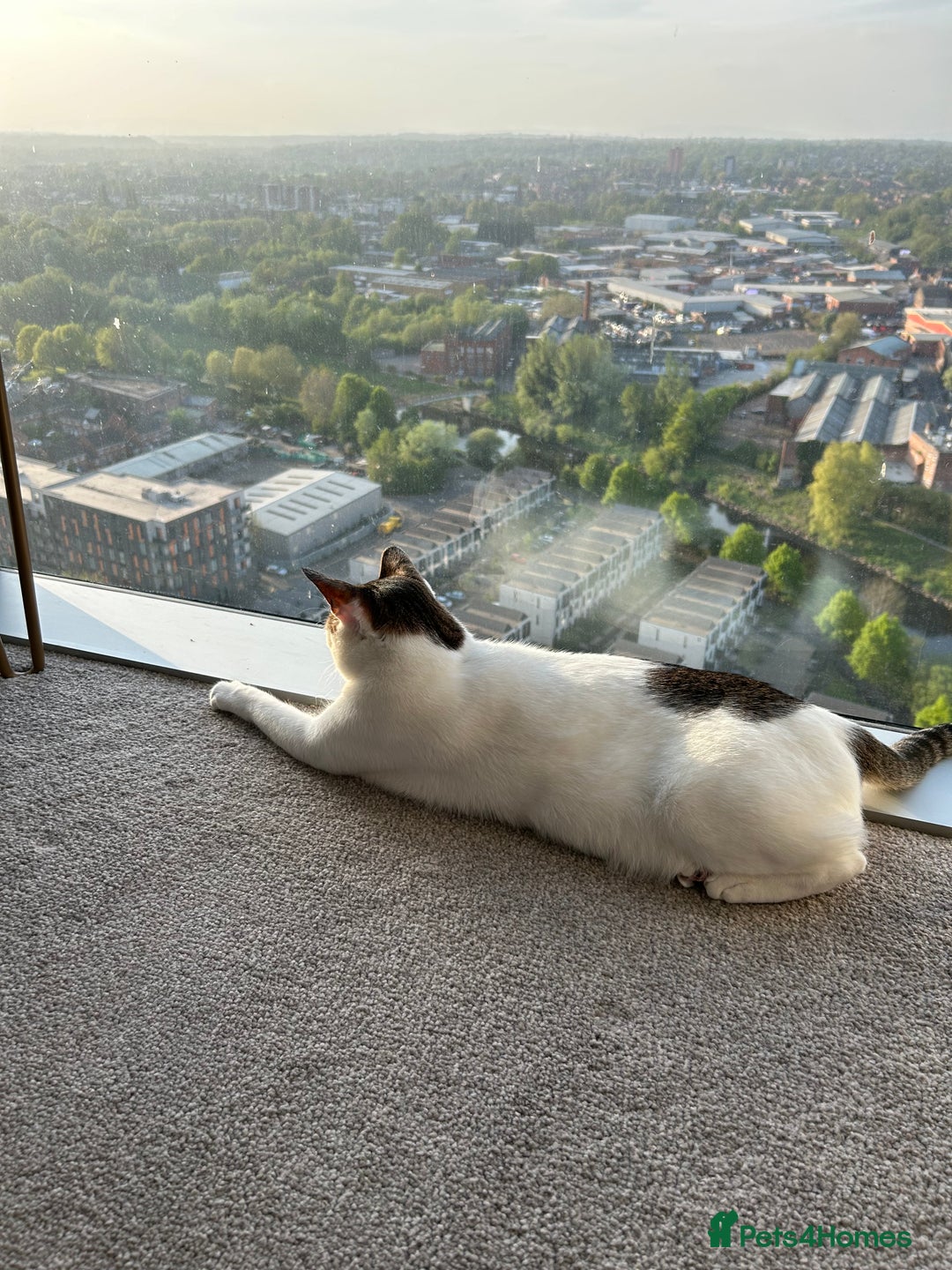 Mixed Breed cats for sale: Affectionate Cat Looking for a Forever Home - Image 5