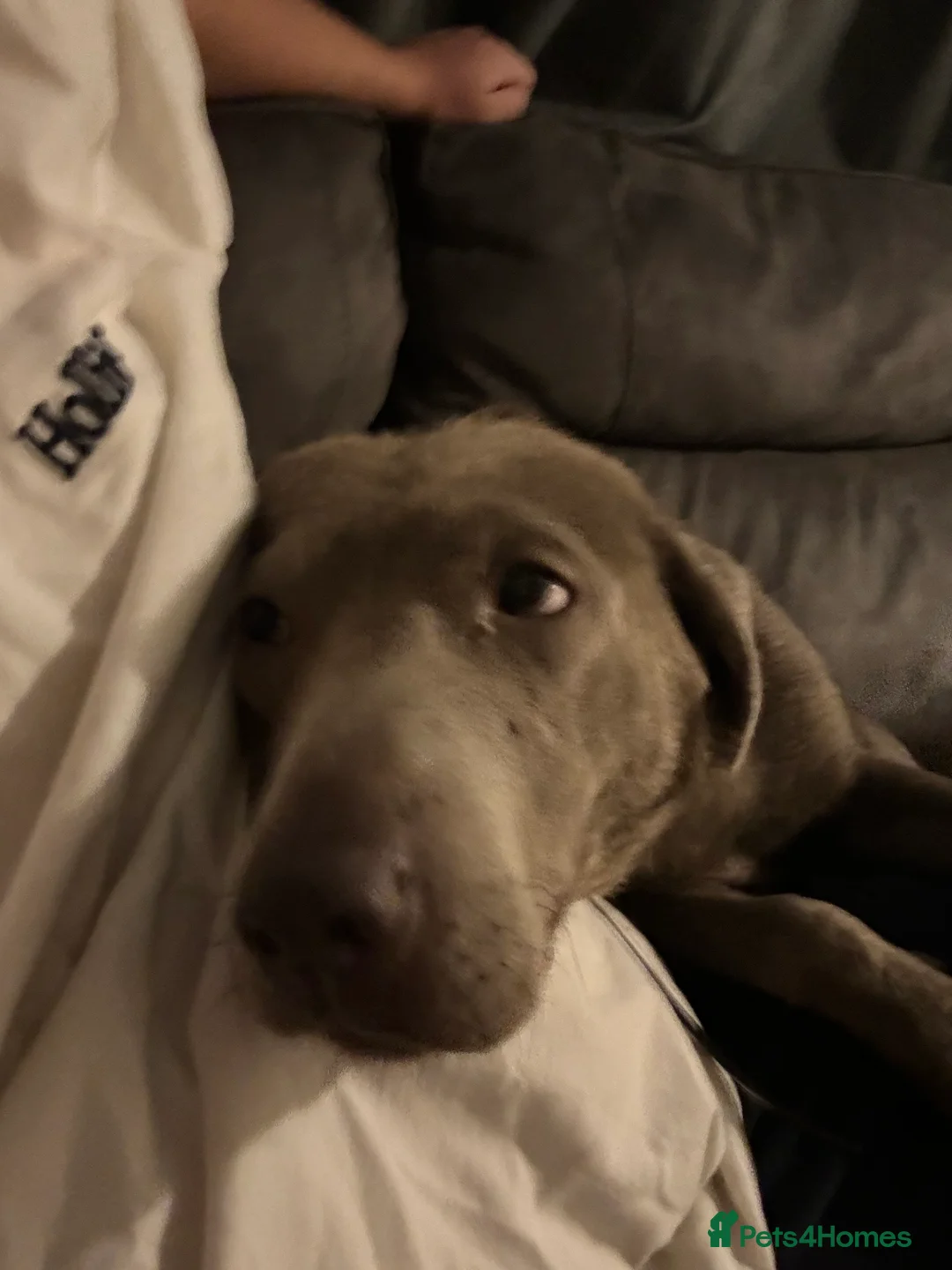 Labrador Retriever dogs for sale: Beautiful silver Labradors with piercing blue eyes - Advert 2