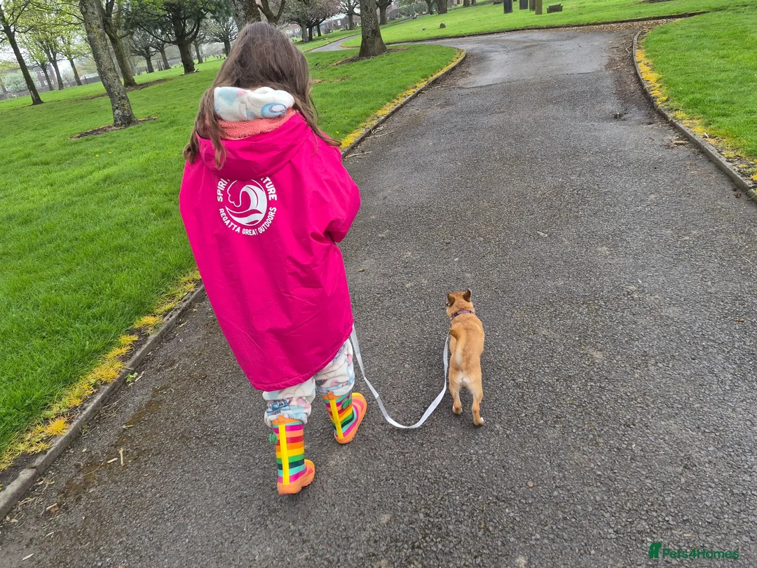 Jack Russell dogs for sale: Female jack russell pup in Oldham - Advert 3