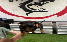 Belgian Shepherd Dog dogs for sale: Reduced 1.2k - Advert 5