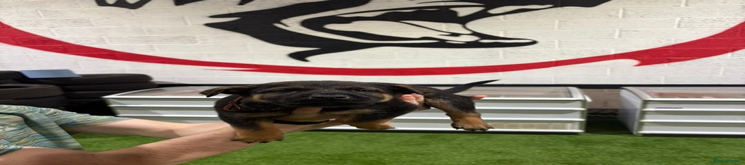 Belgian Shepherd Dog Puppy 4